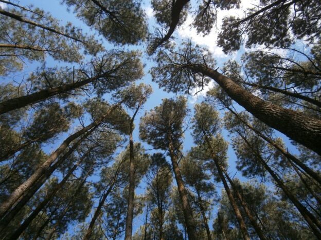 Hutan Lampung yang Terkenal dengan Begal